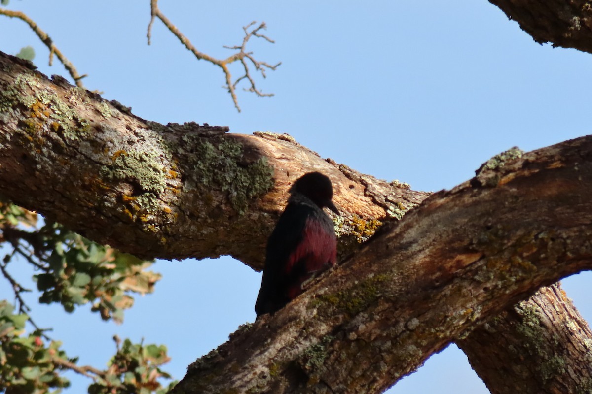 Lewis's Woodpecker - ML376044331