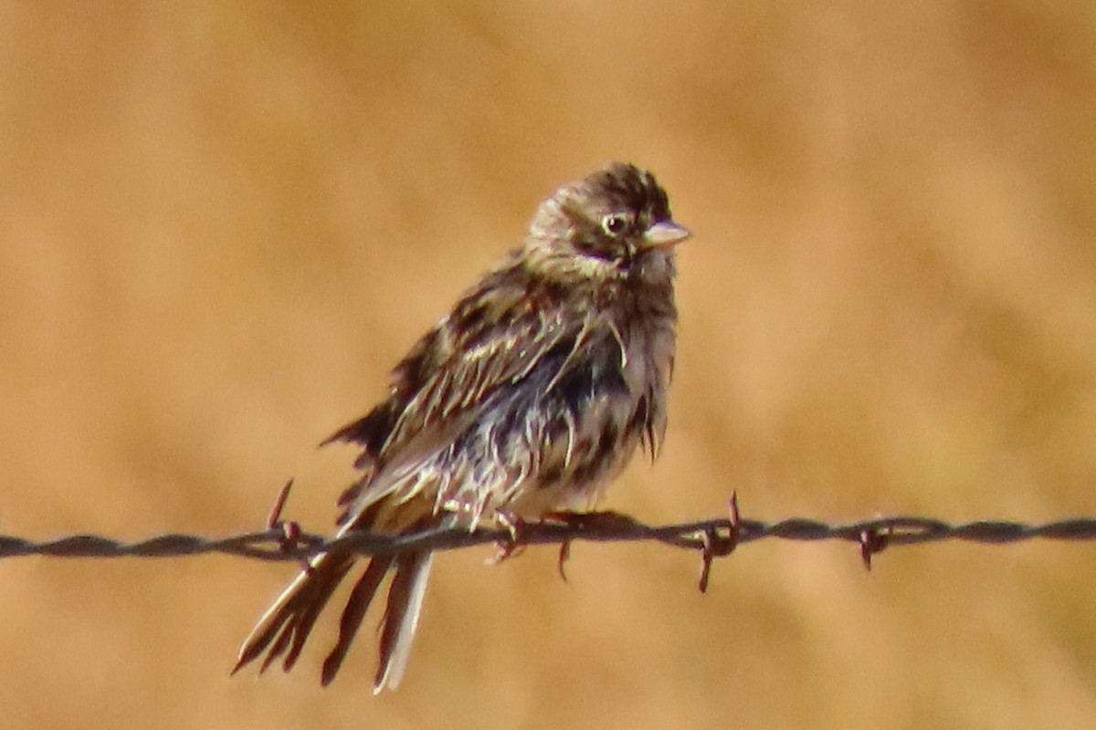 Vesper Sparrow - ML376044431