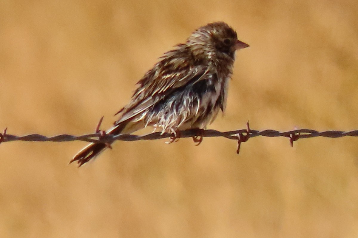 Vesper Sparrow - ML376044441