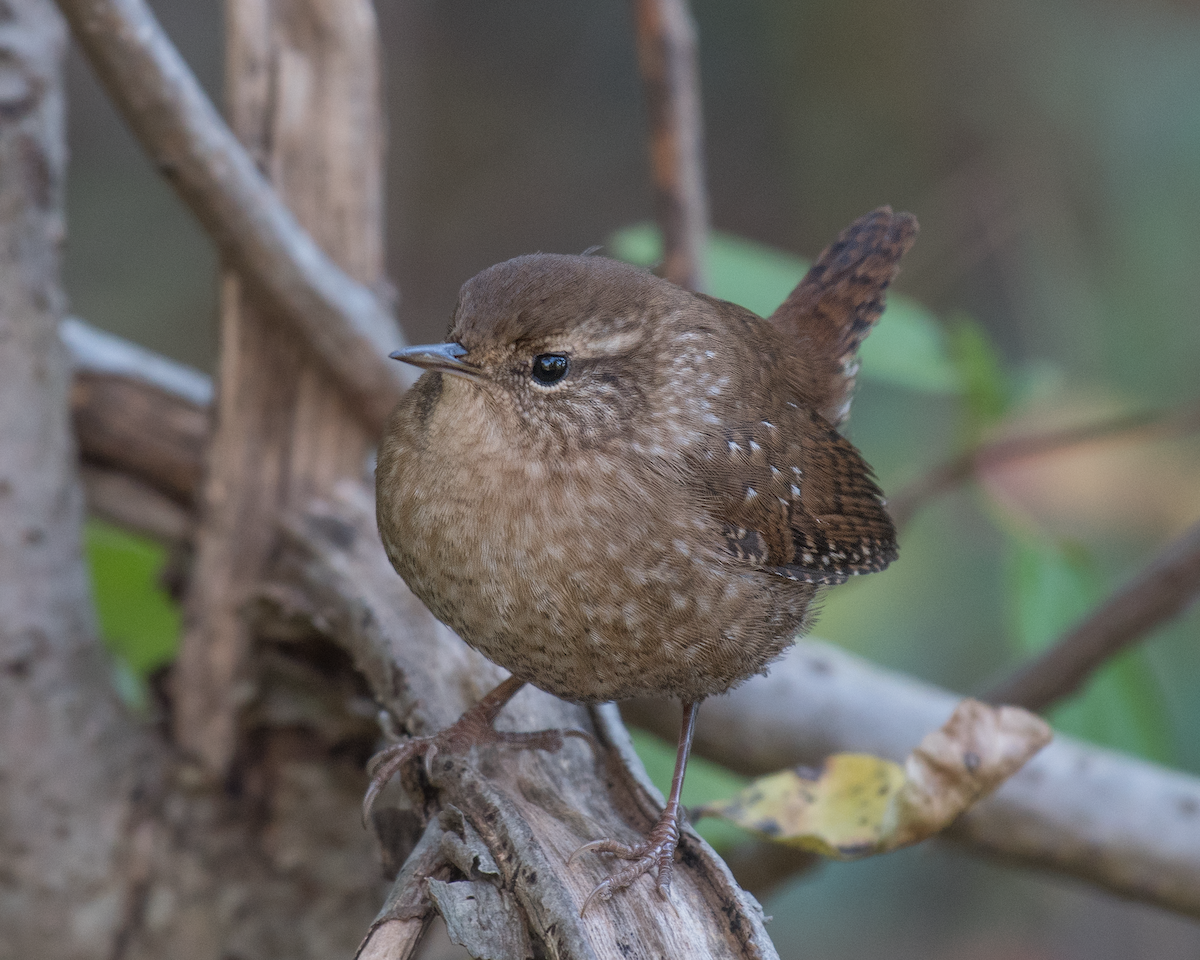 Winter Wren - ML376045451