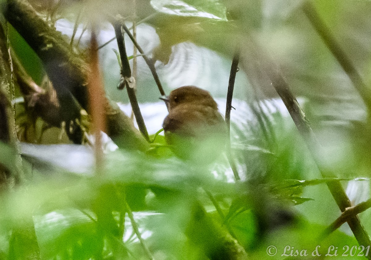 Hazel-fronted Pygmy-Tyrant - ML376045671