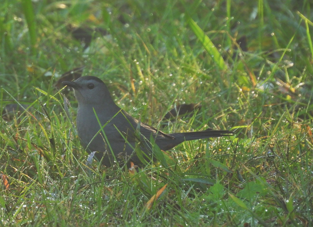 Gray Catbird - ML376048191