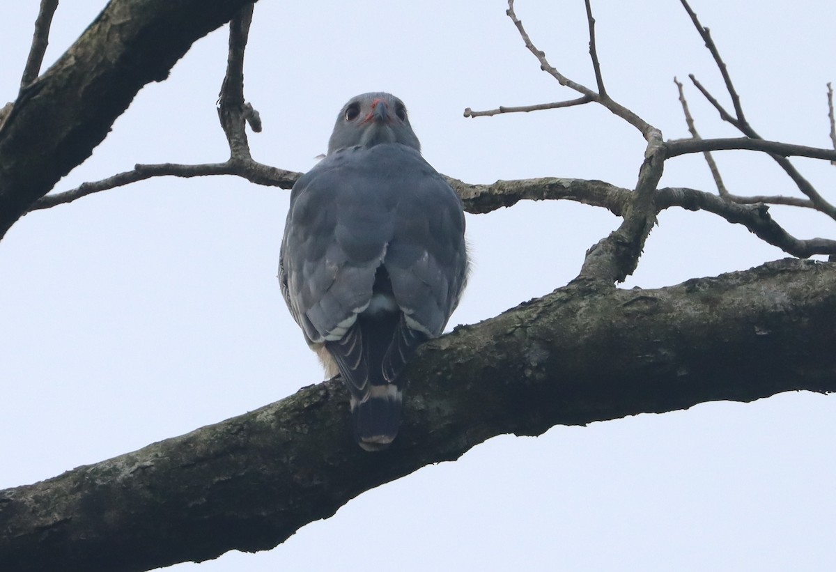 Lizard Buzzard - ML376048361