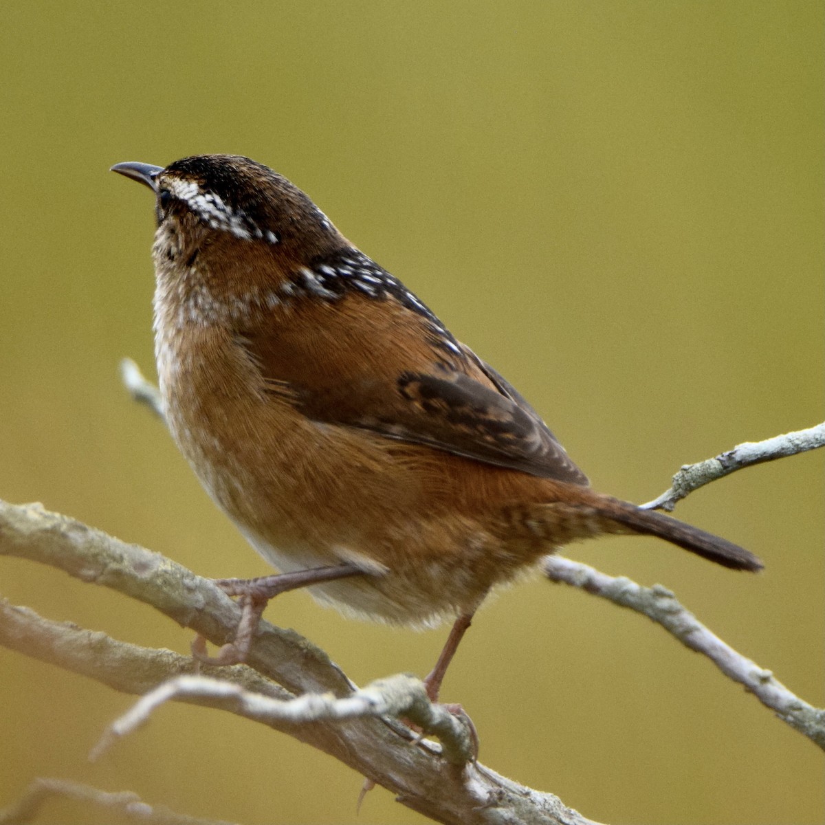 Marsh Wren - ML376049181