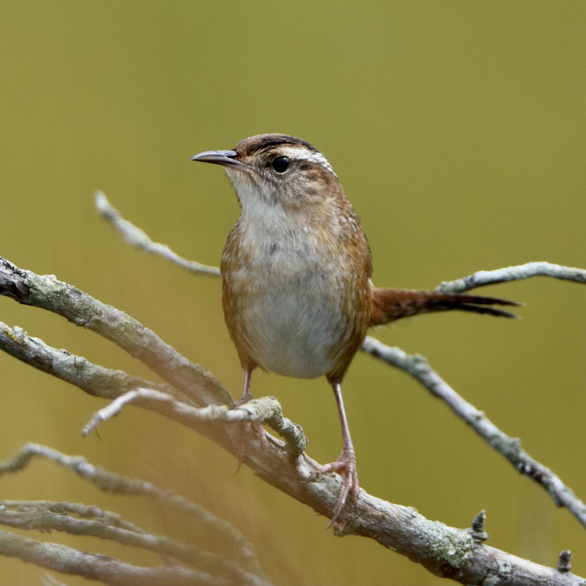 Marsh Wren - ML376049191