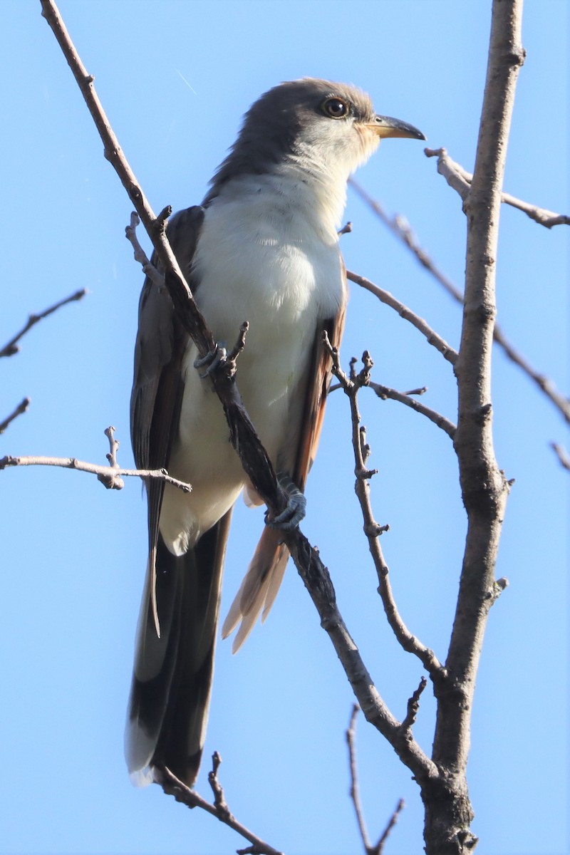 Yellow-billed Cuckoo - ML376049541