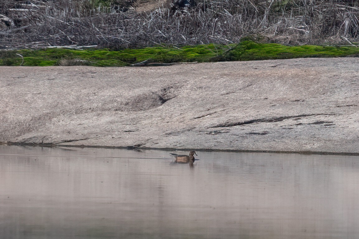 Eurasian Wigeon - ML376050631