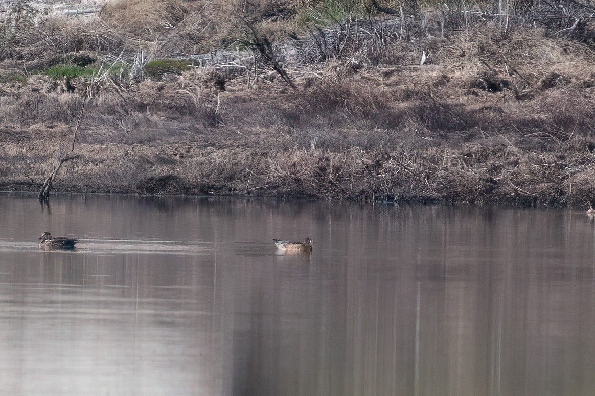 Eurasian Wigeon - ML376050641