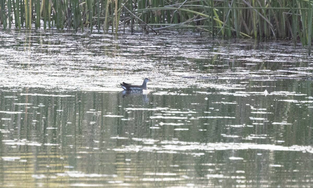 Common Gallinule - ML376053161