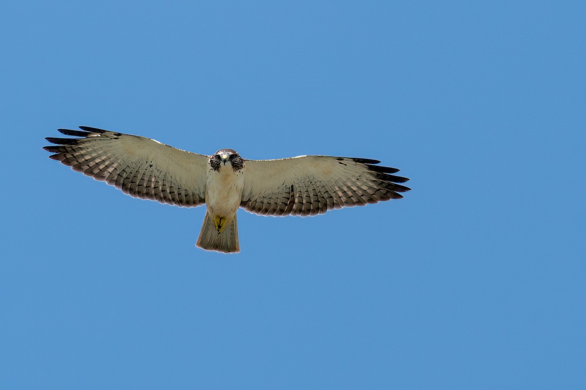Short-tailed Hawk - Neo Morpheus