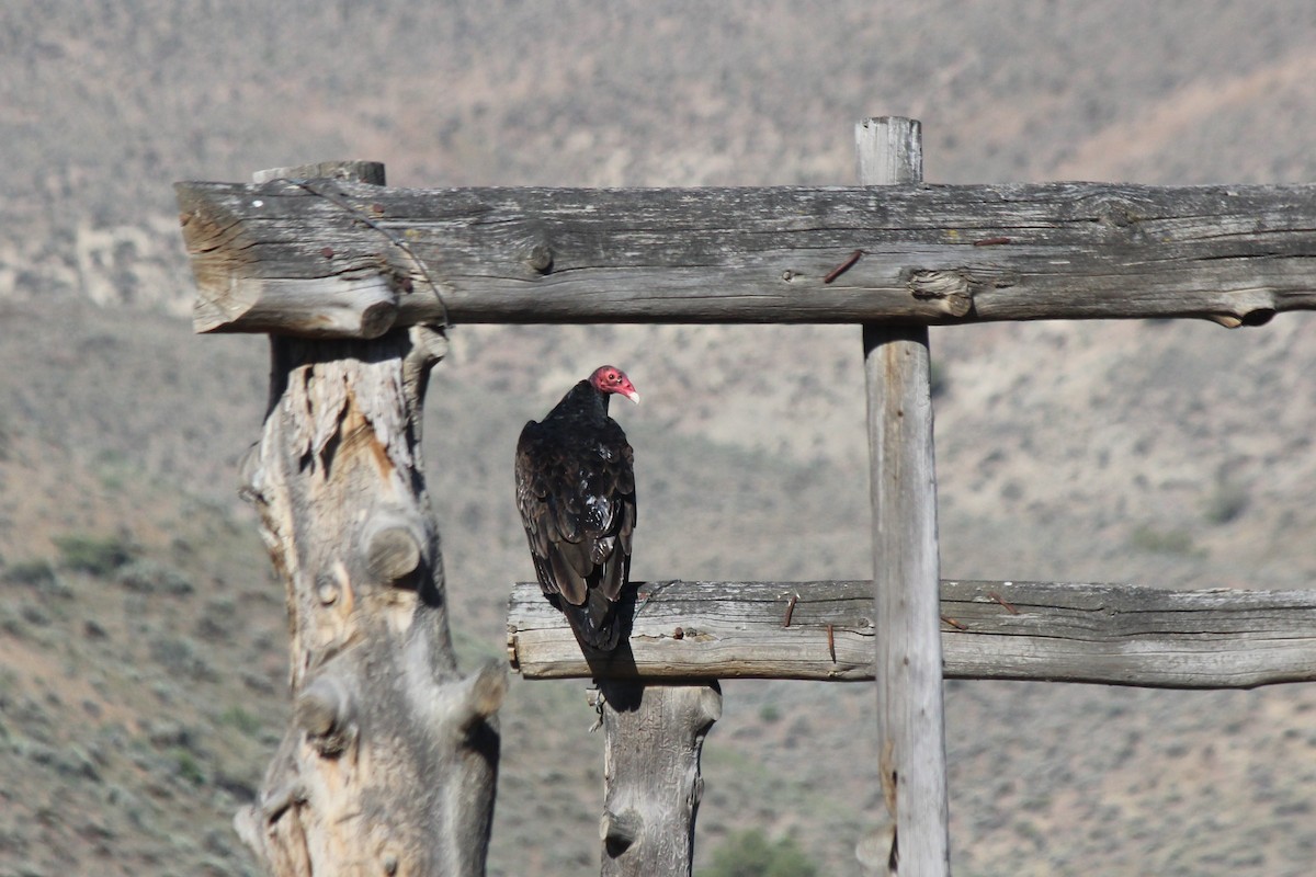 Turkey Vulture - ML37605321