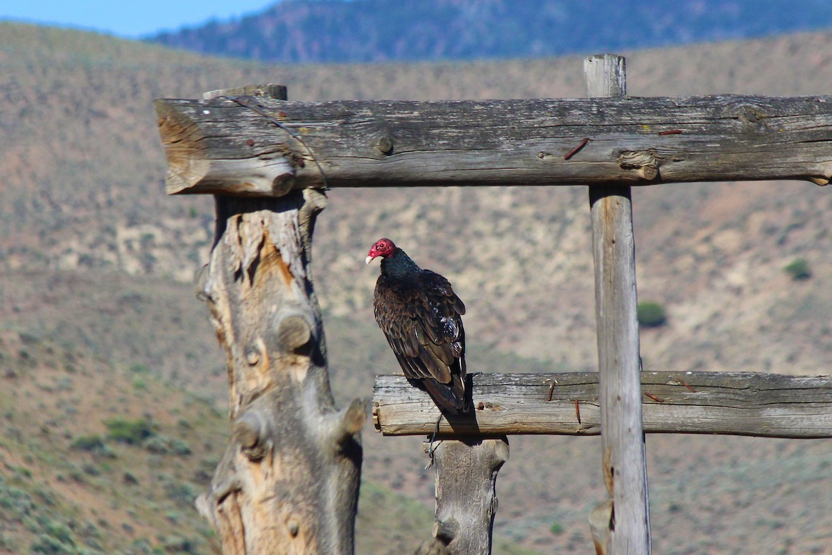 Turkey Vulture - ML37605331