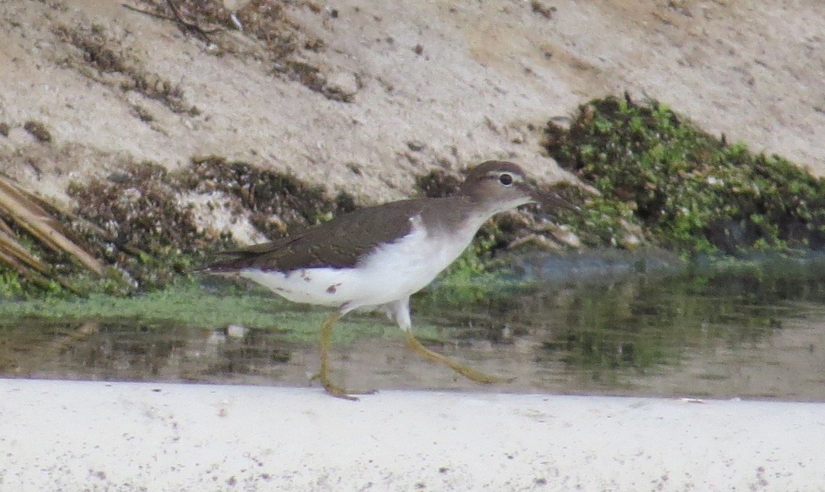 Spotted Sandpiper - ML376058041