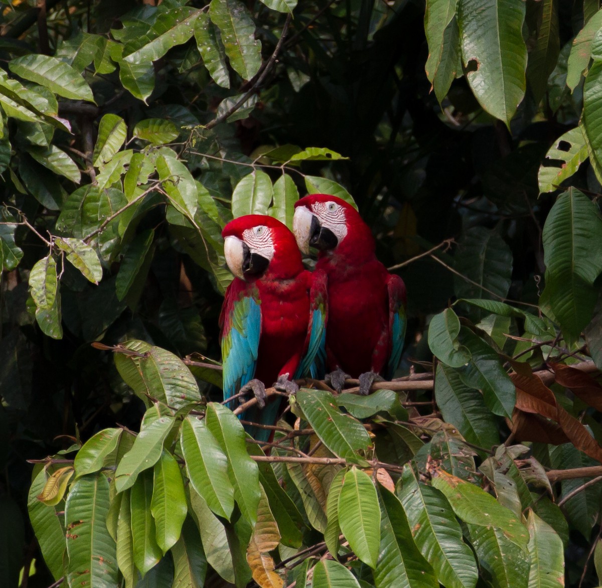 Red-and-green Macaw - Cullen Hanks