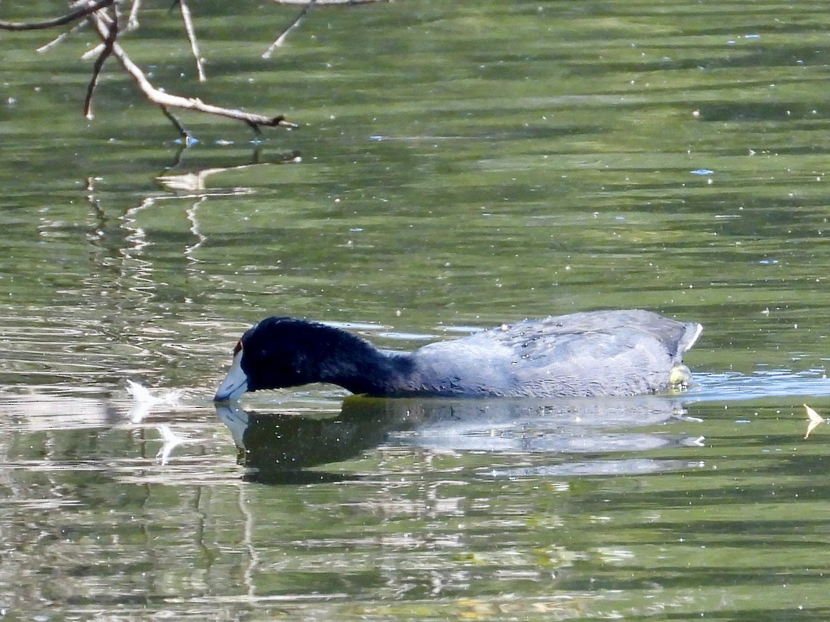 American Coot - ML376059451