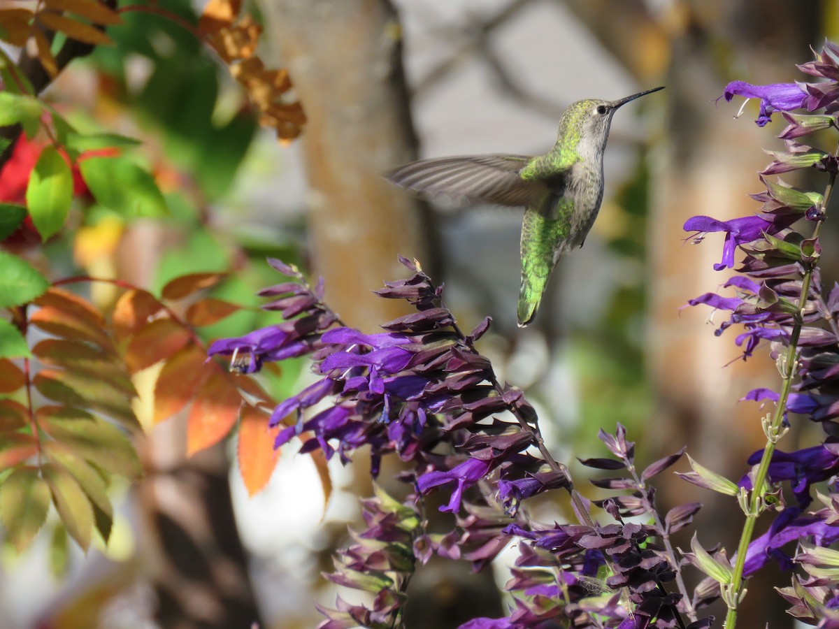 Anna's Hummingbird - ML376060201