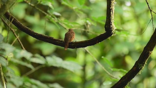 White-whiskered Puffbird - ML376060361