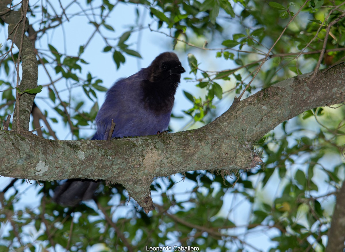 Purplish Jay - Leonardo Caballero