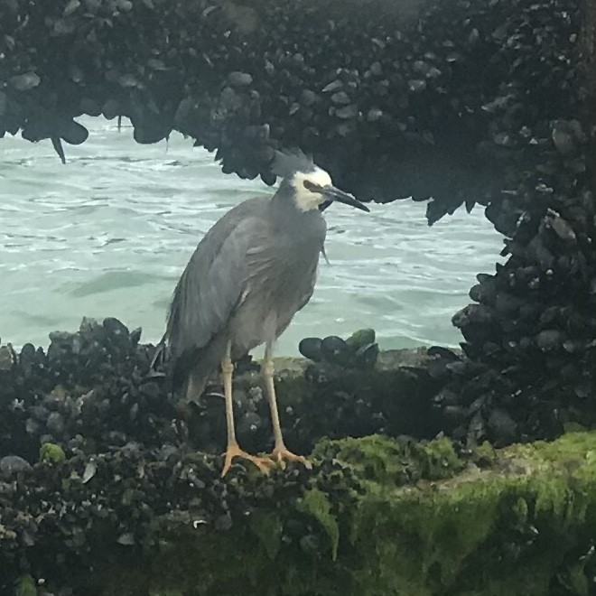 White-faced Heron - ML376064701