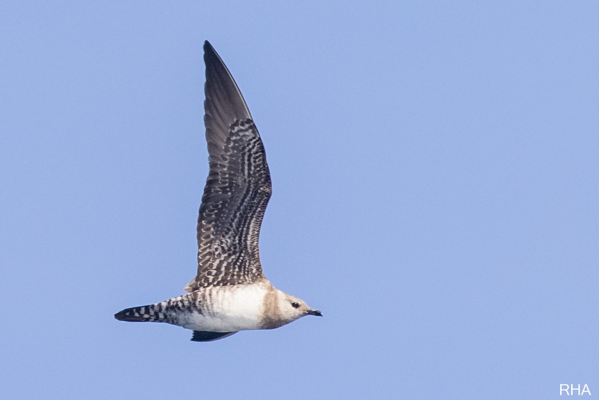 Long-tailed Jaeger - ML376065571