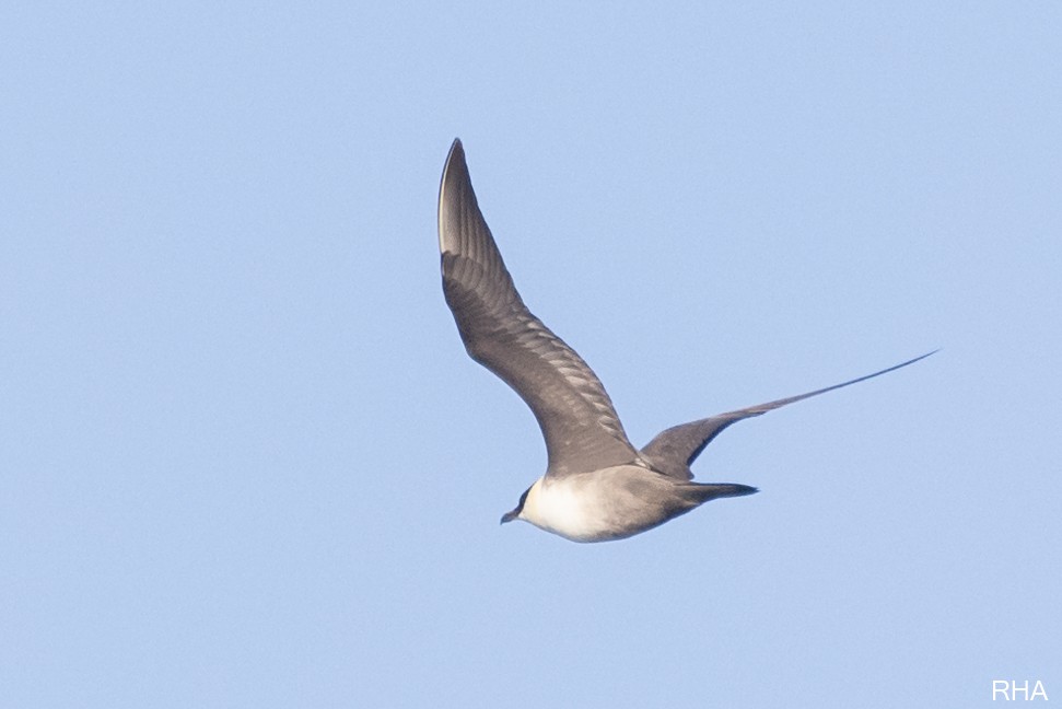 Long-tailed Jaeger - ML376065821