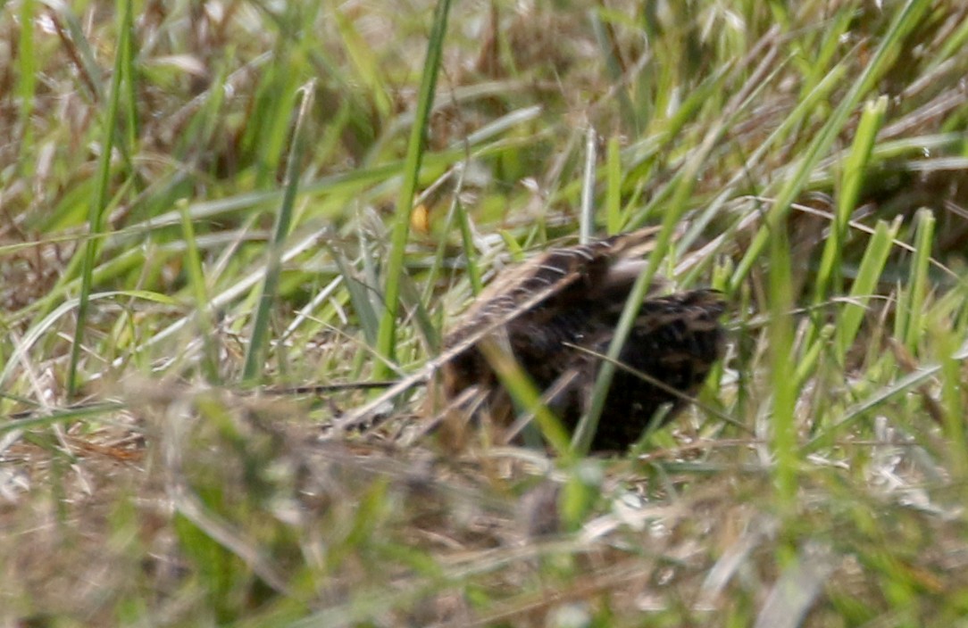 Yellow Rail - ML376066721