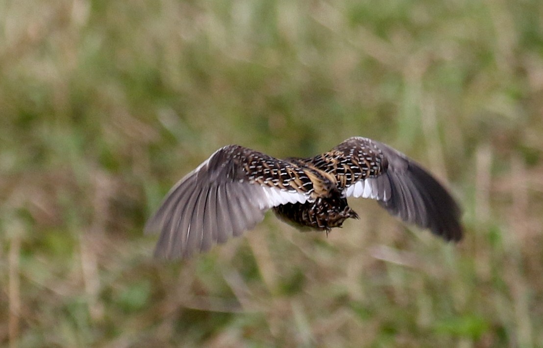 Yellow Rail - Jay McGowan