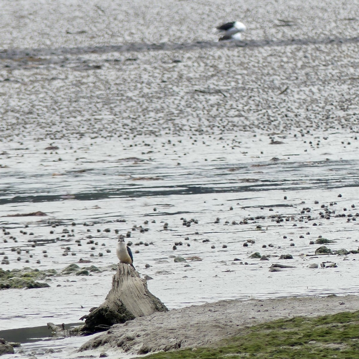 Kelp Gull - ML376067631