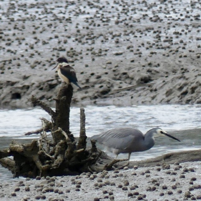 White-faced Heron - ML376067861