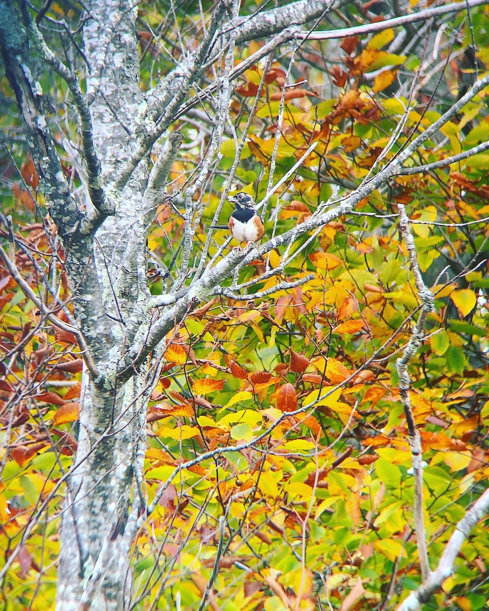 Eastern Towhee - ML376068481