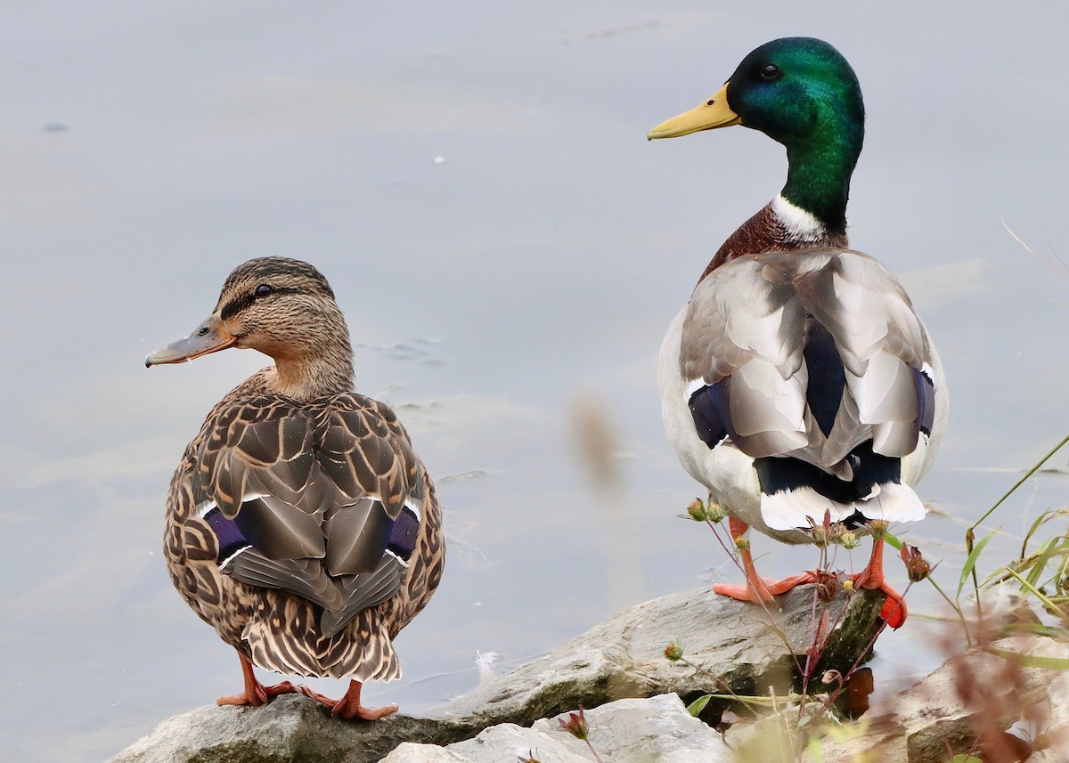 Mallard - Stephen Taylor