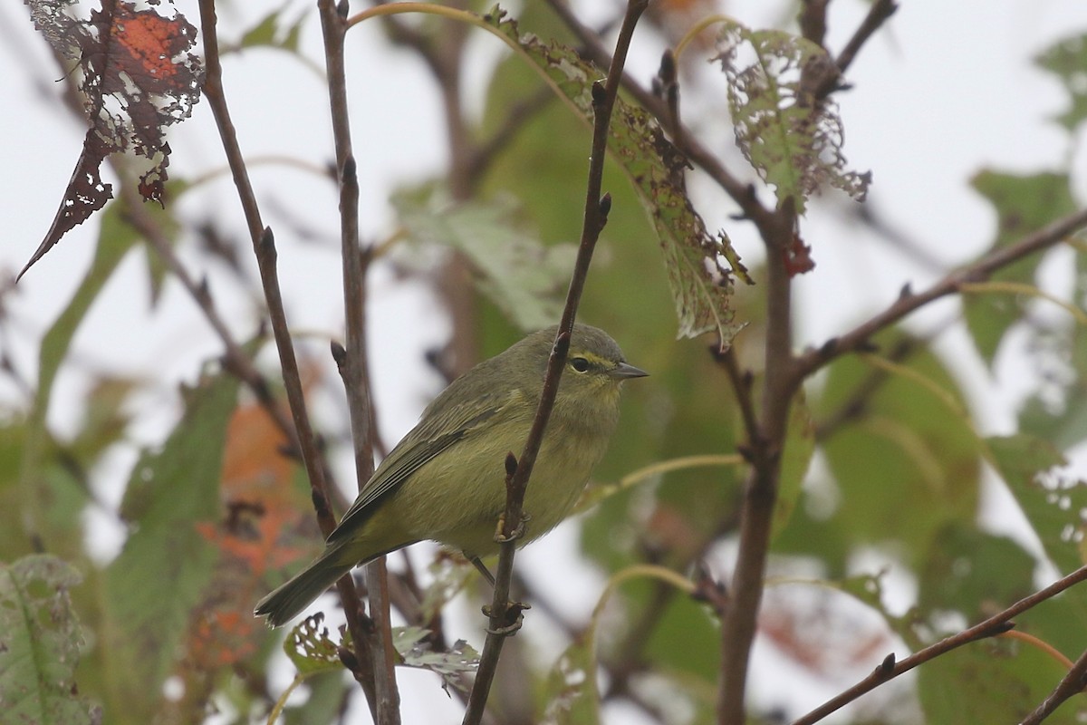 Orange-crowned Warbler - ML376068711