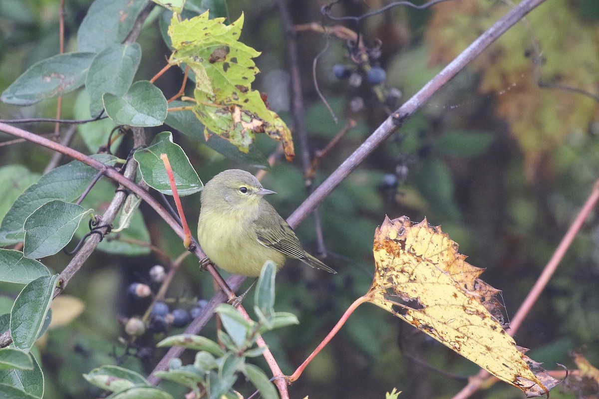 Orange-crowned Warbler - ML376068761