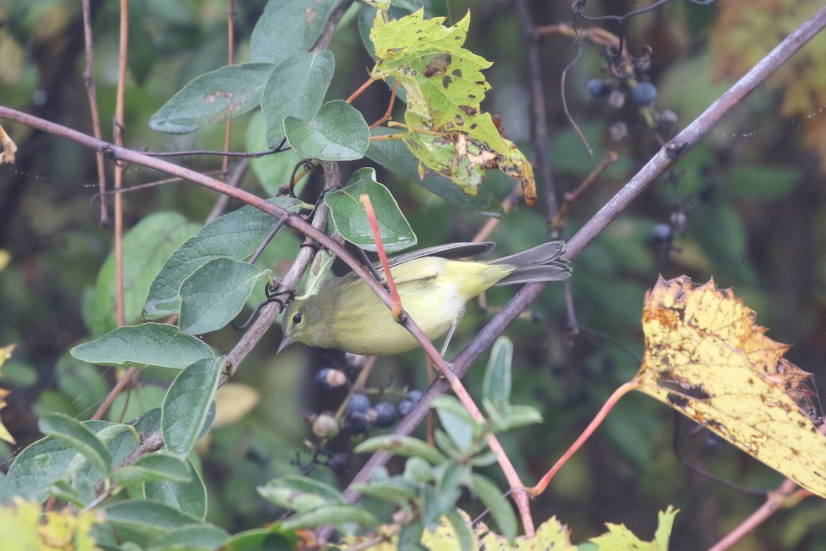 Orange-crowned Warbler - ML376068781