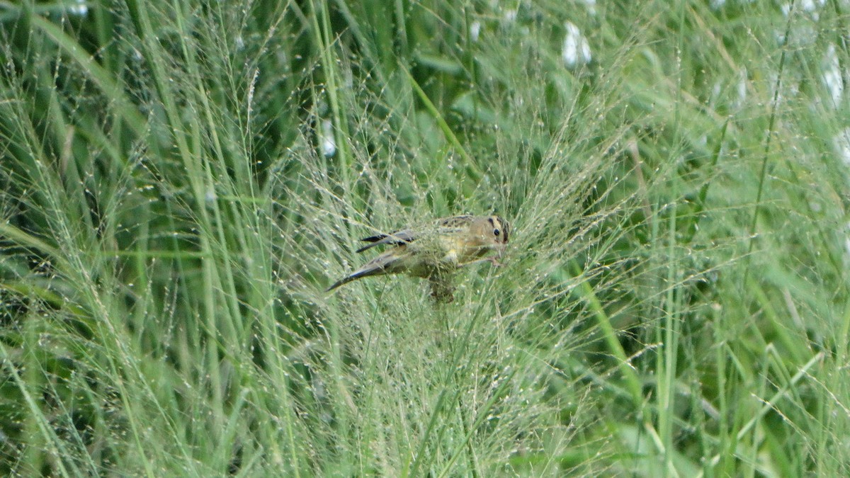 Bobolink - ML376069601