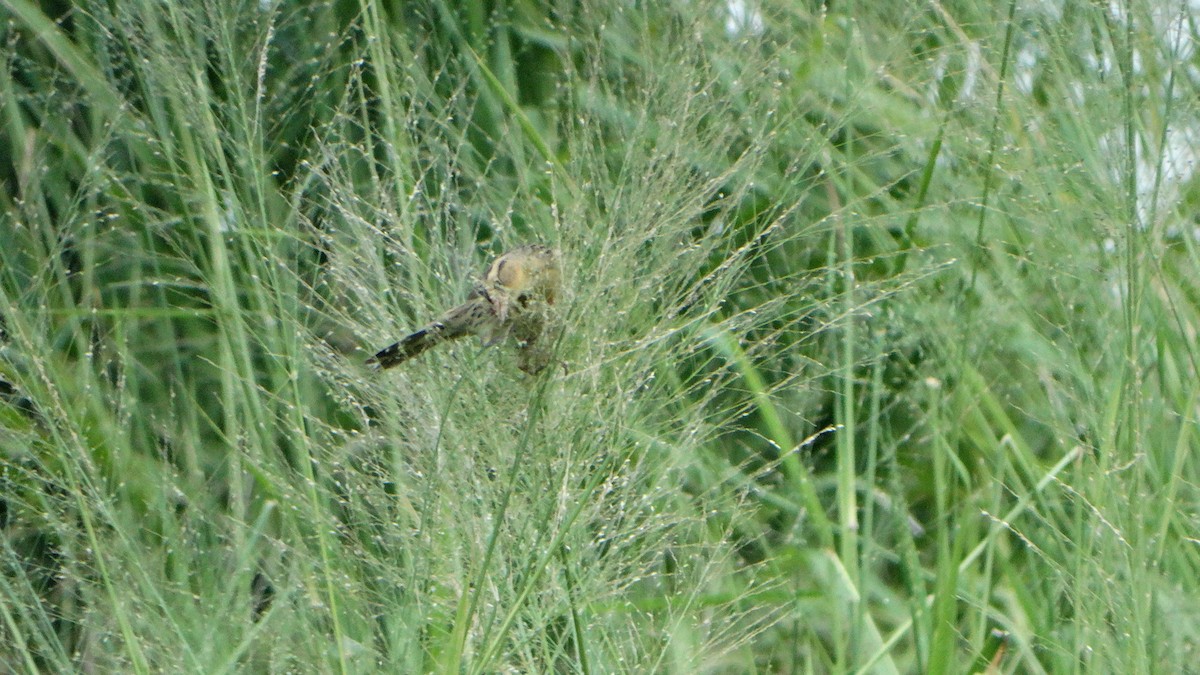 bobolink - ML376069651