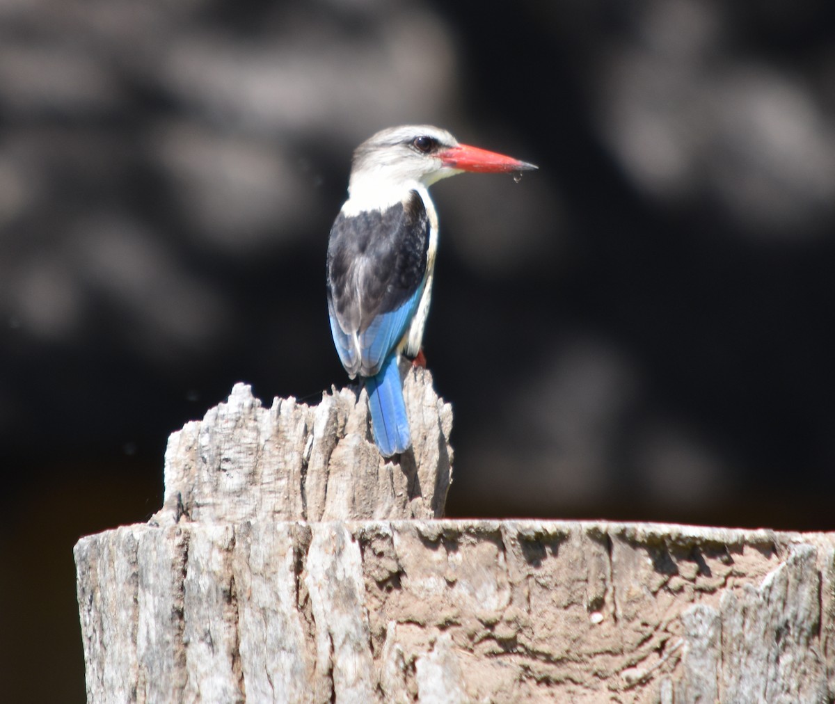 Brown-hooded Kingfisher - ML376069841