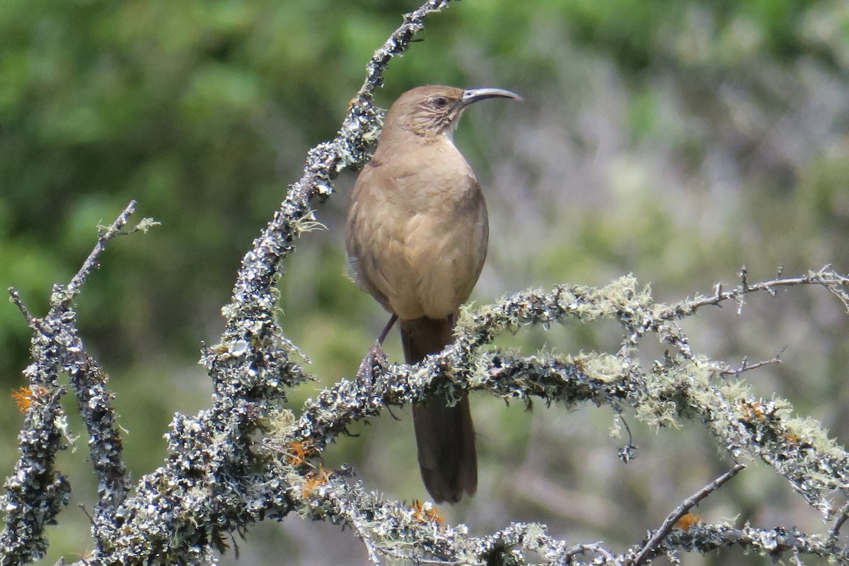 California Thrasher - ML376072191