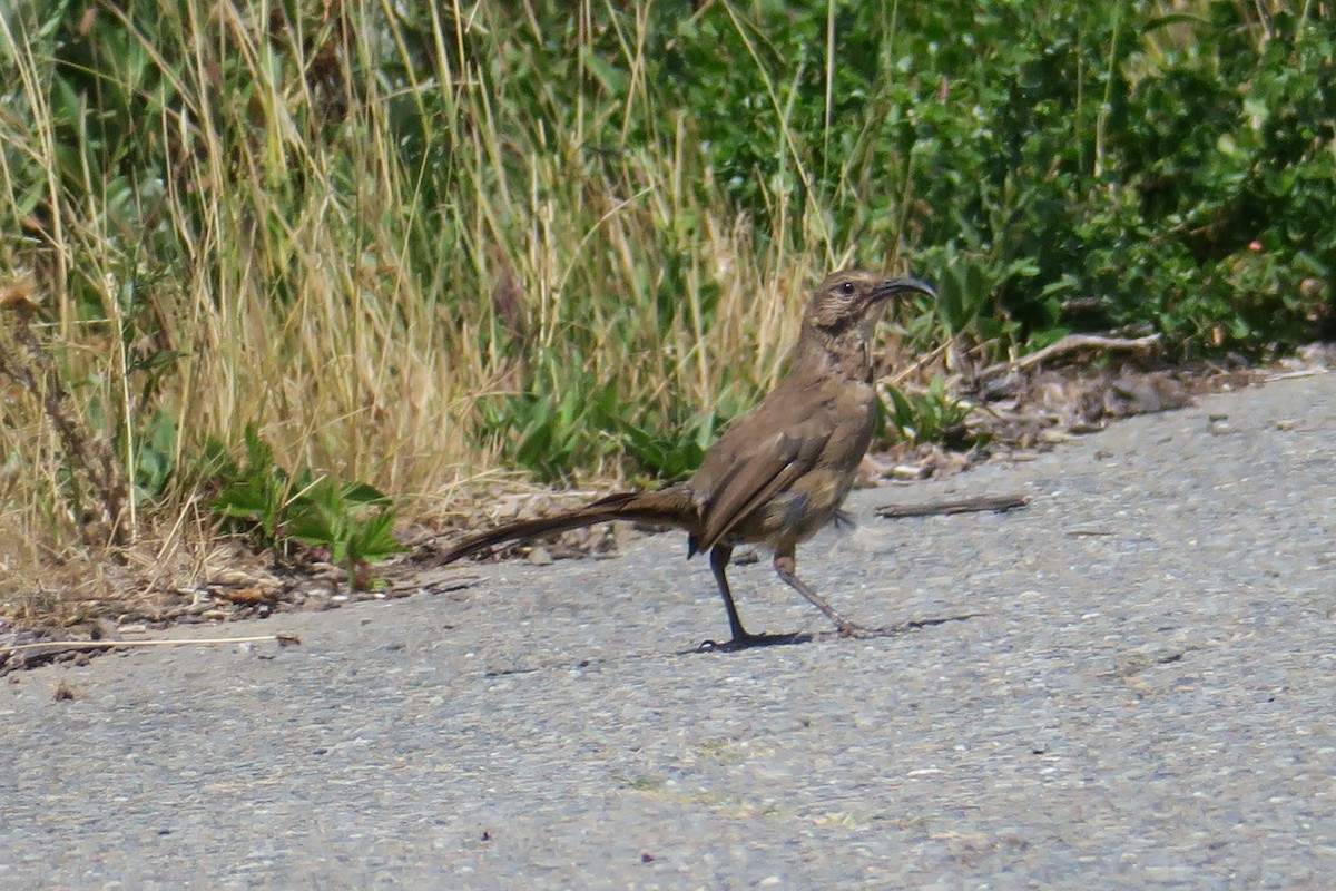 California Thrasher - ML376072321