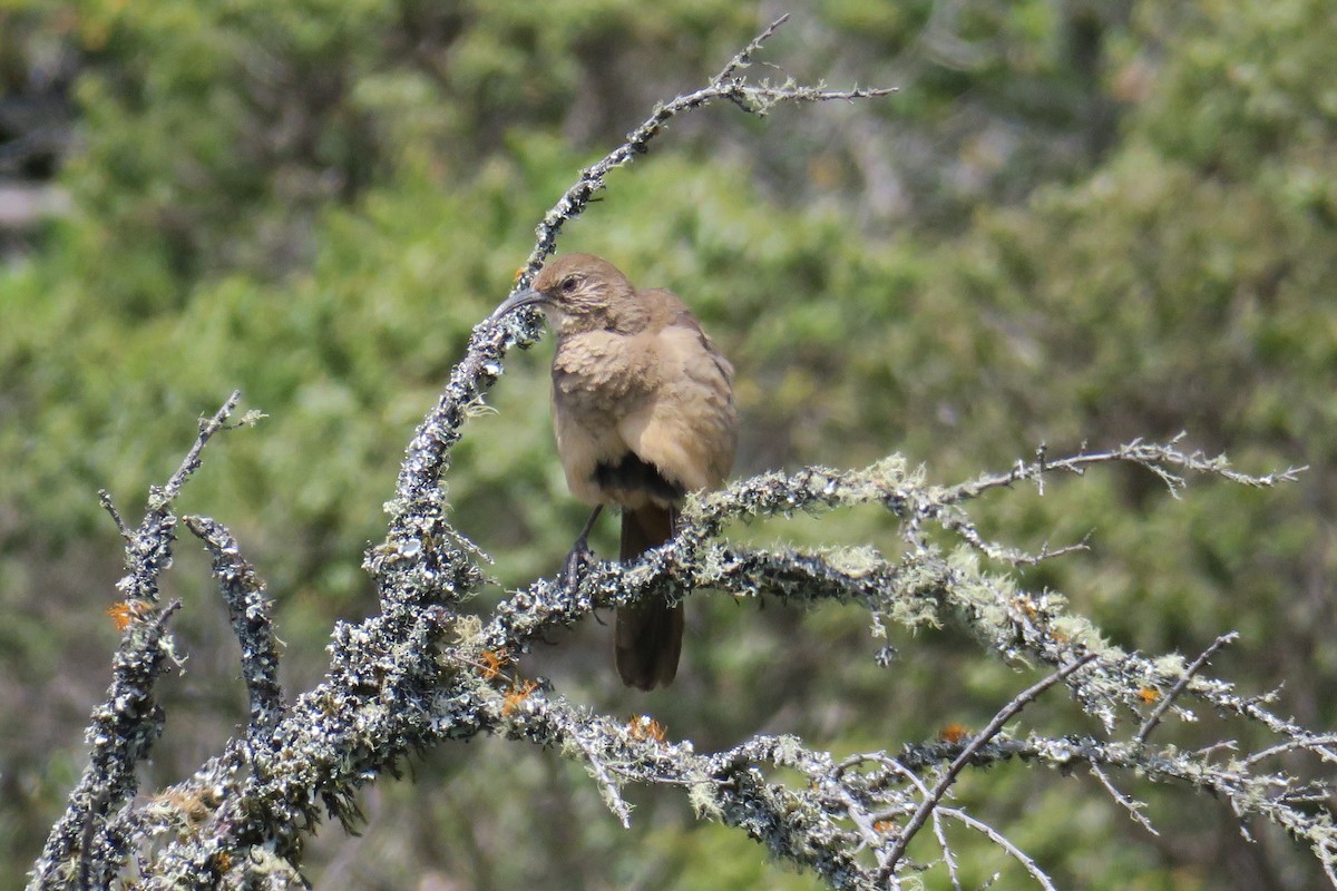 California Thrasher - ML376072371