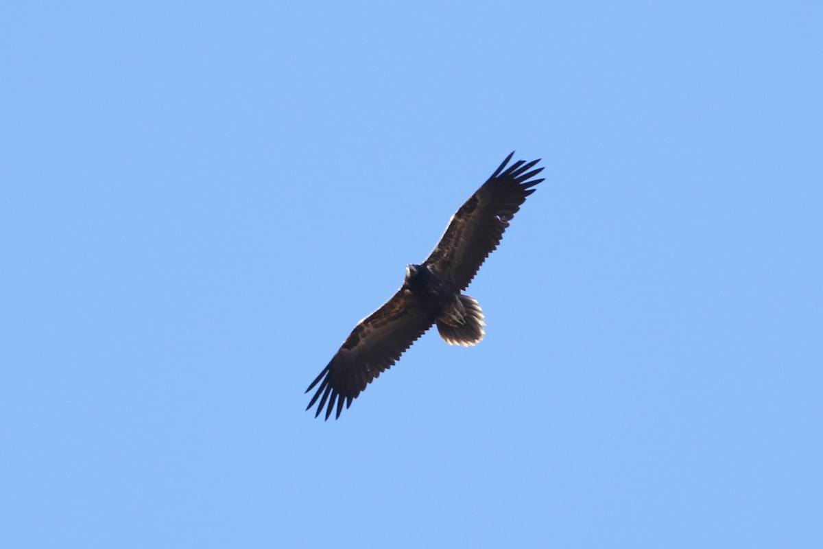 Egyptian Vulture - Sérgio Correia