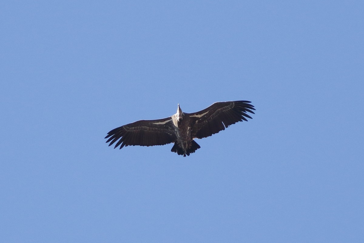 Rüppell's Griffon - Sérgio Correia