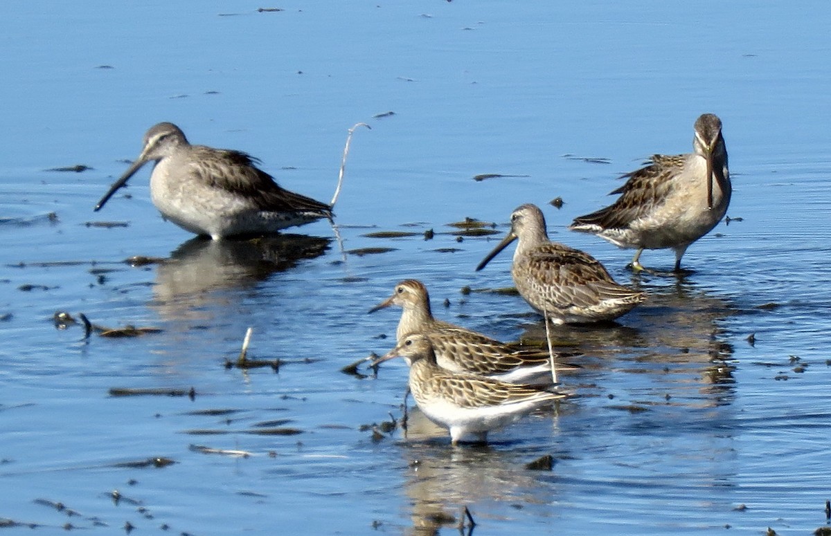 Pectoral Sandpiper - ML376074571