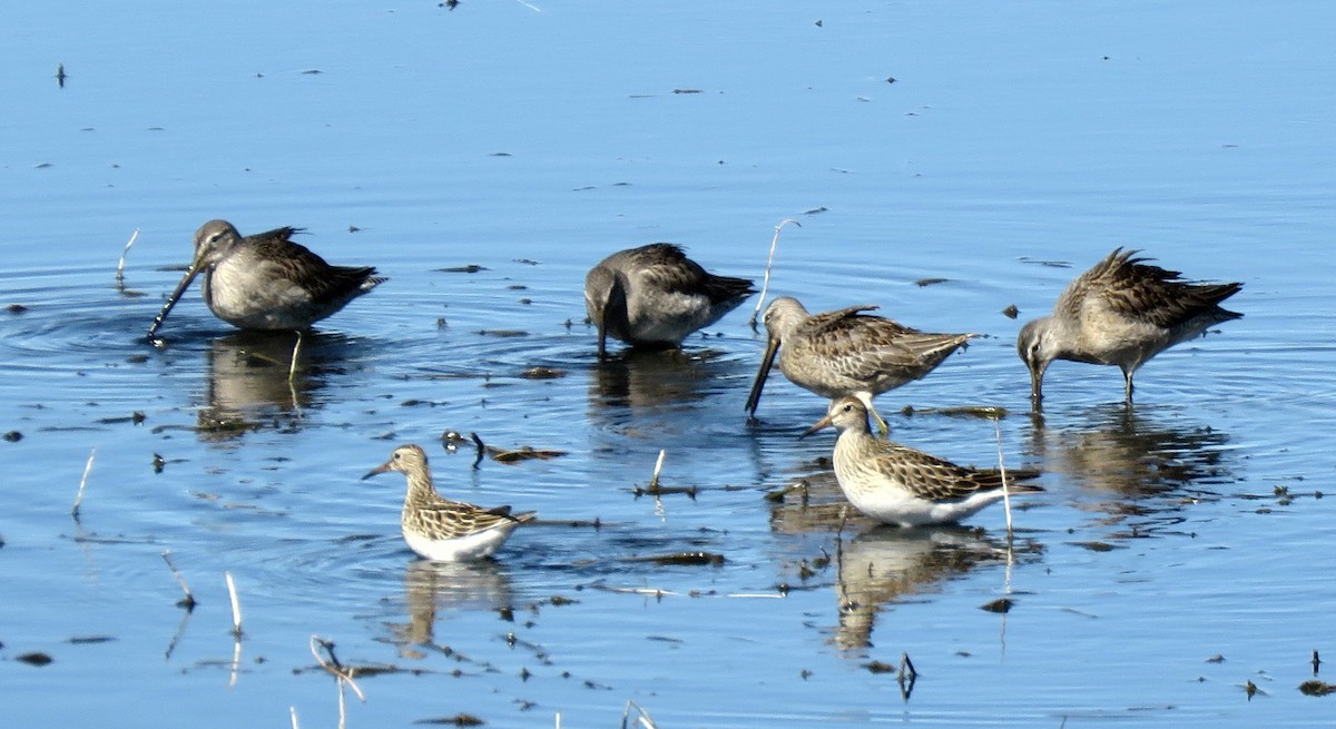 Pectoral Sandpiper - ML376074601