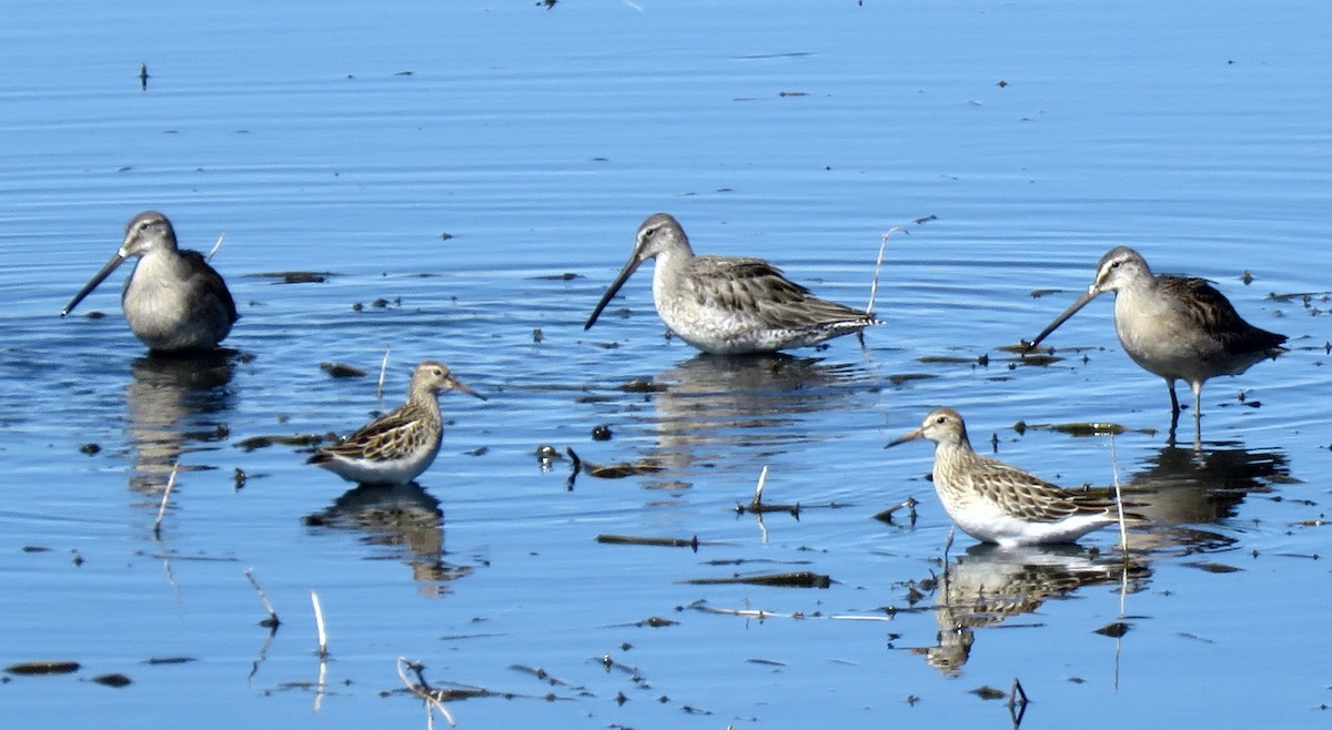 Pectoral Sandpiper - ML376074641