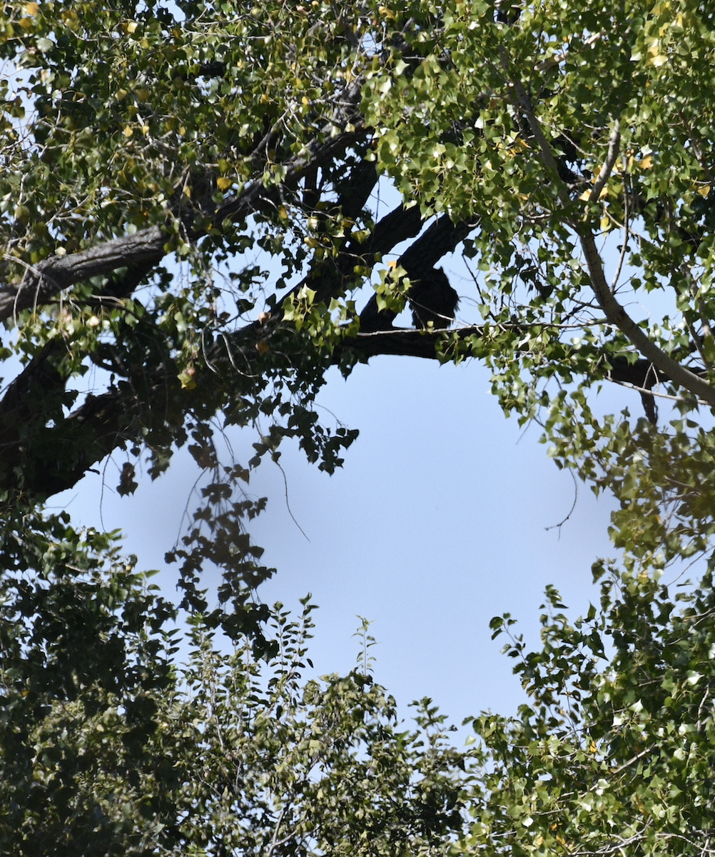 Great Horned Owl - David Clapp