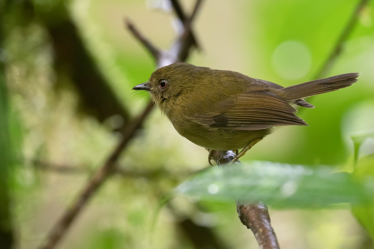 Bronze-olive Pygmy-Tyrant - Ben Lucking
