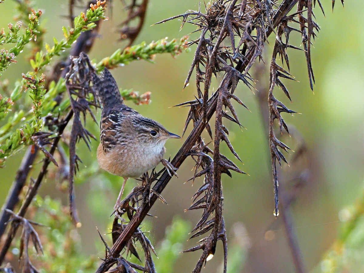 Sedge Wren - ML376078231