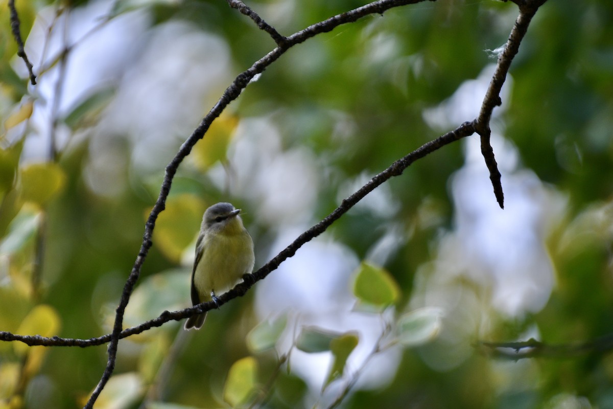 Vireo de Filadelfia - ML376078511