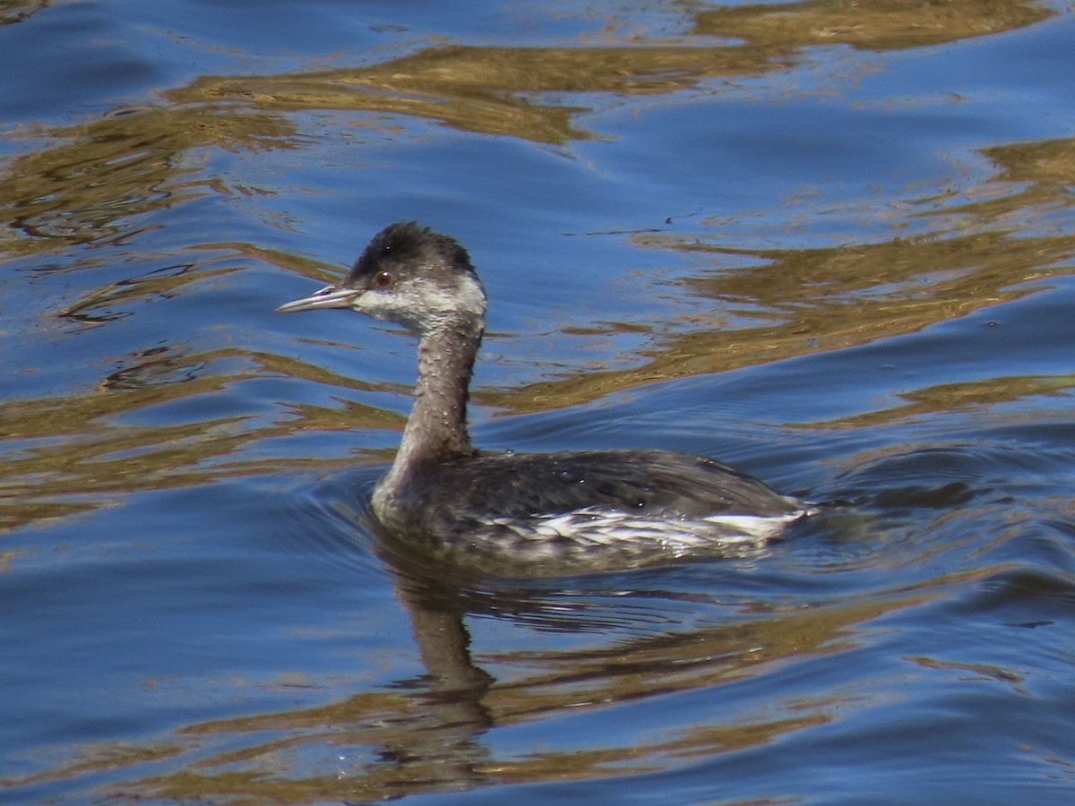 Eared Grebe - ML376081121